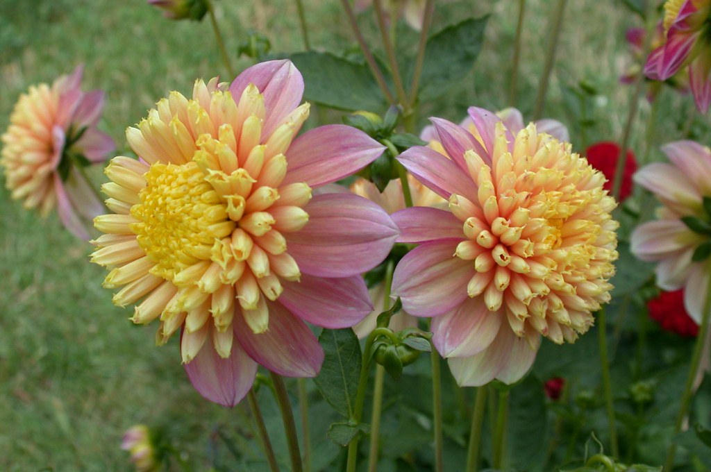 dahlia honey