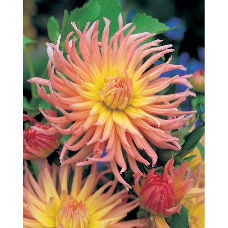 APRICOT STAR cactus1