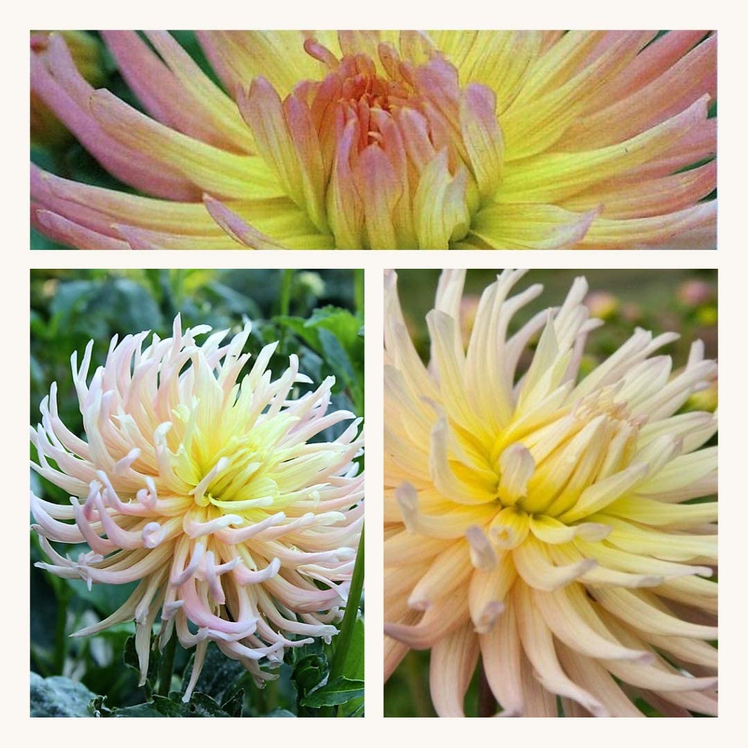 APRICOT STAR cactus2