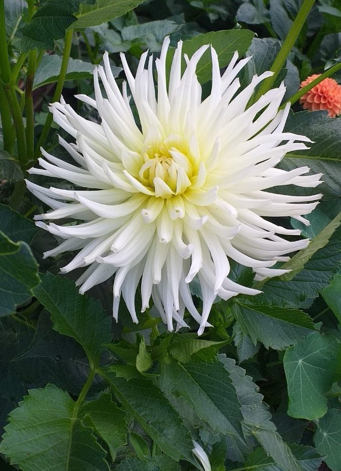 Dahlia-White-Star