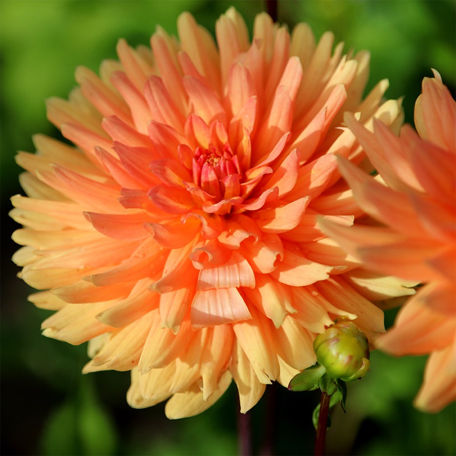 GLORIE VAN NOORDWIJK