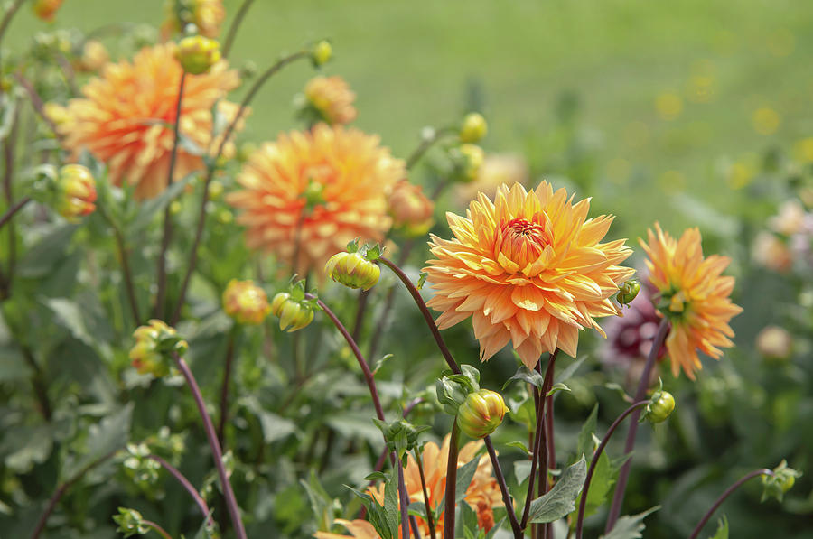 GLORIE VAN NOORDWIJK1