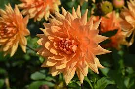 GLORIE VAN NOORDWIJK2