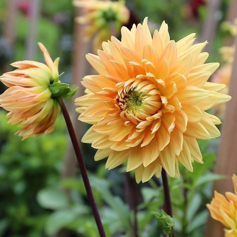 GLORIE VAN NOORDWIJK3