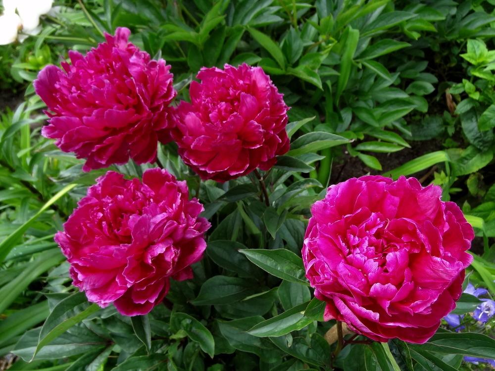 PAEONIA KANSAS