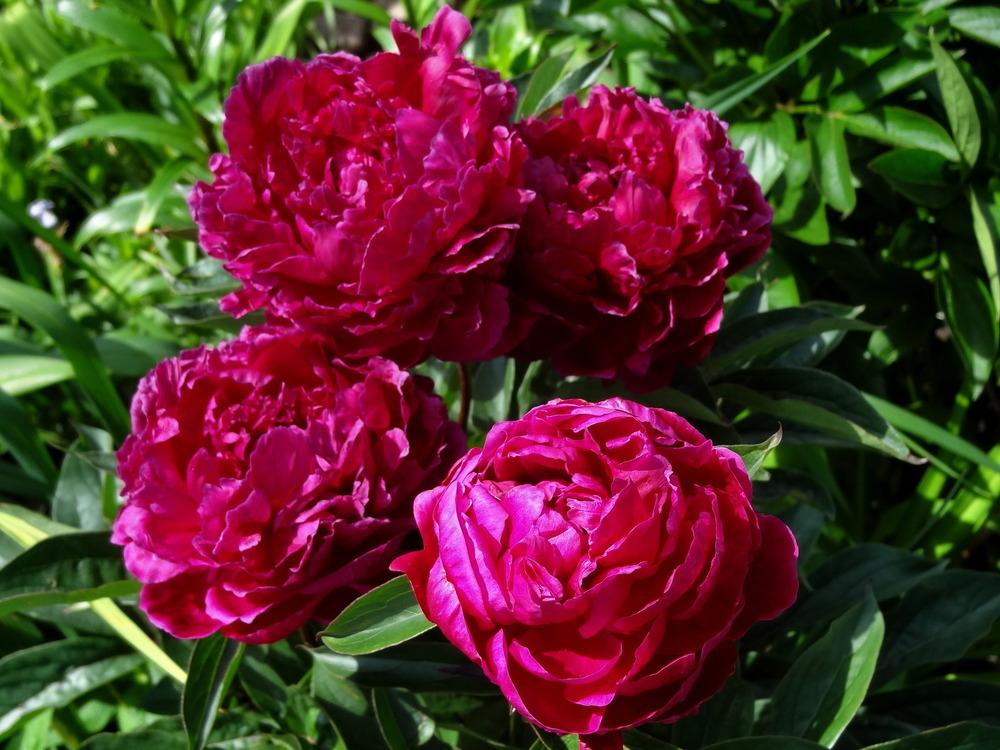 PAEONIA KANSAS1