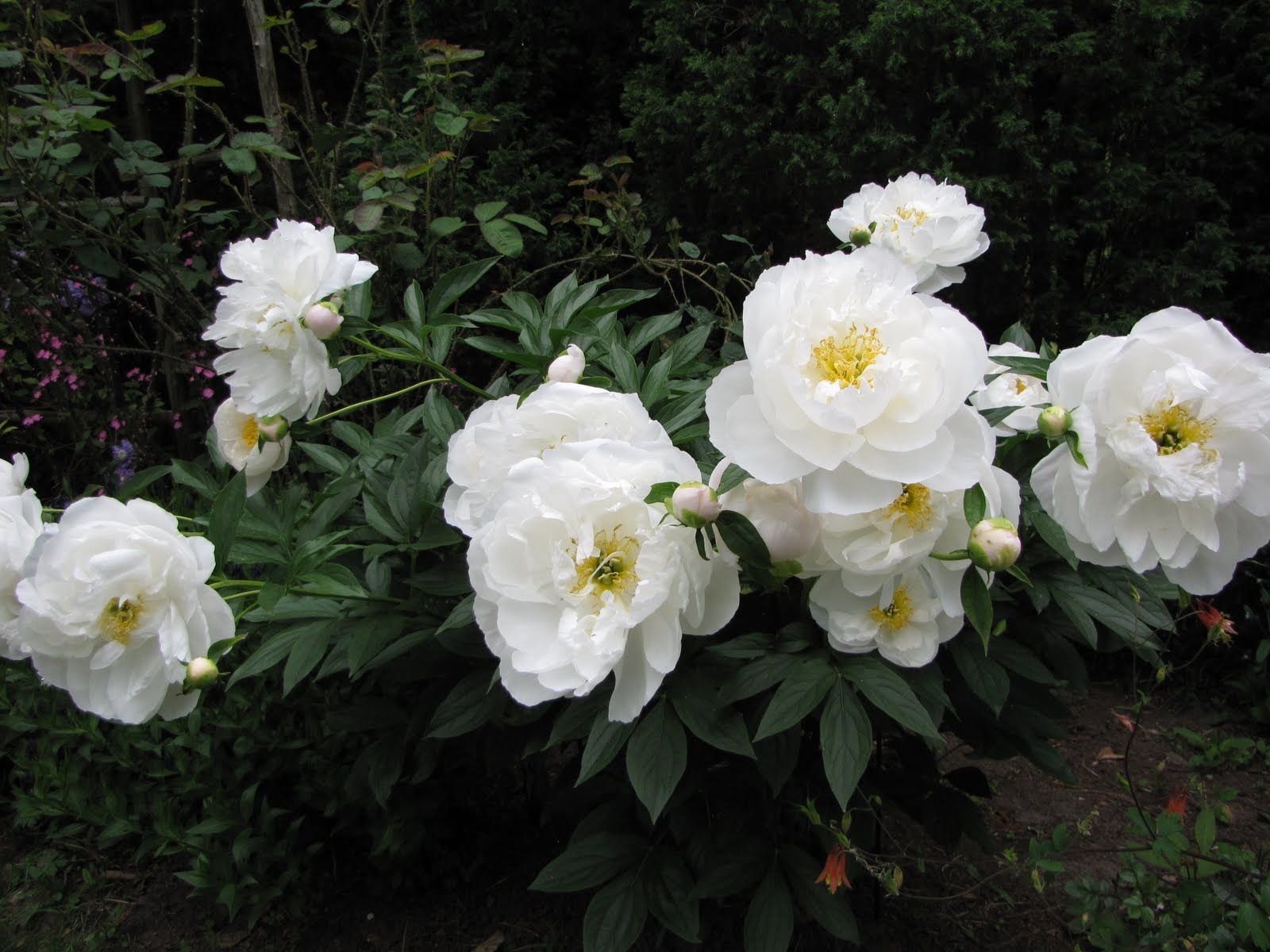 PAEONIA MISS AMERICA1
