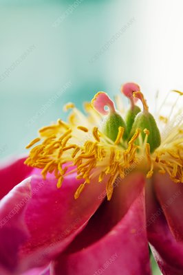 PAEONIA SCARLETT O'HARA 1