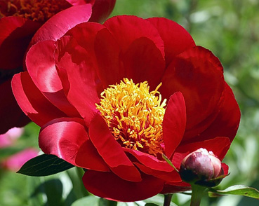 PAEONIA SCARLETT O'HARA 2
