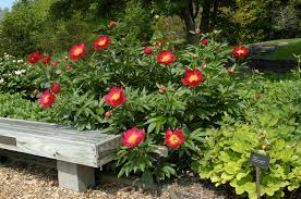 PAEONIA SCARLETT O'HARA 3