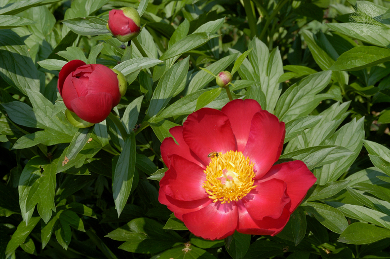 PAEONIA SCARLETT O'HARA