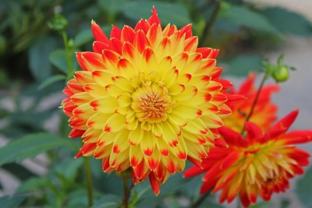 Dahlia 'Procyon' - BG Berlin