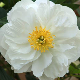 Peony Miss America