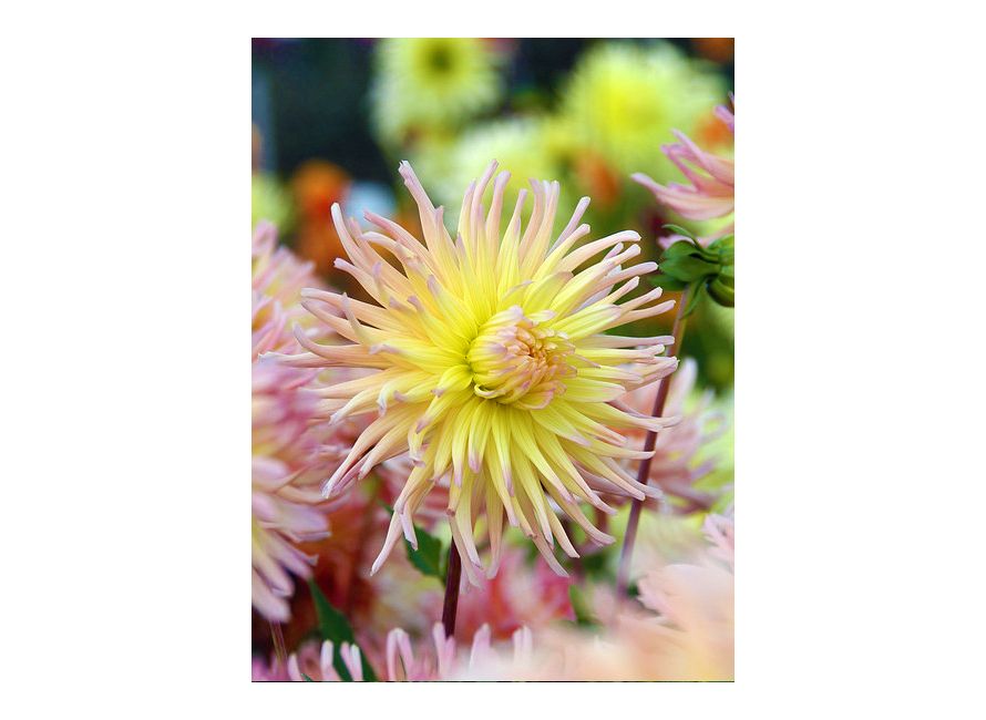dahlia-apricot-star_5