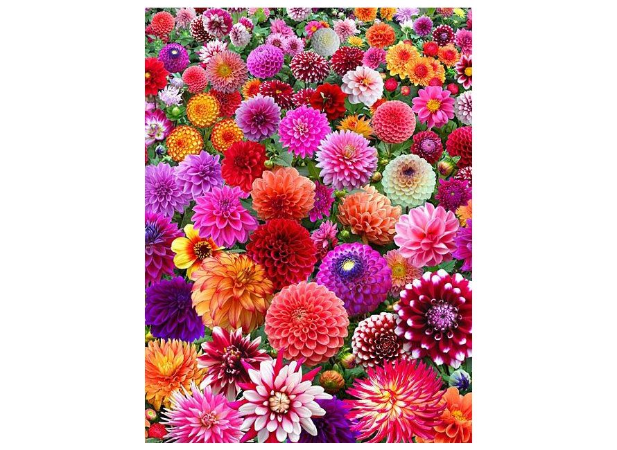 dahlia-surprise-mix-2_24