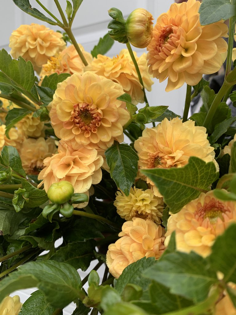 golden_sceptor_lot_1024x1024