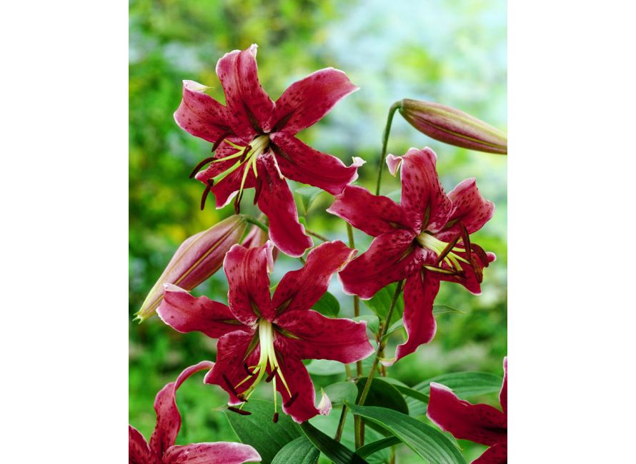 lilium-ot-red_1