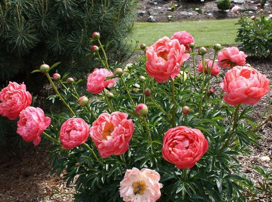 Божур Coral Charm