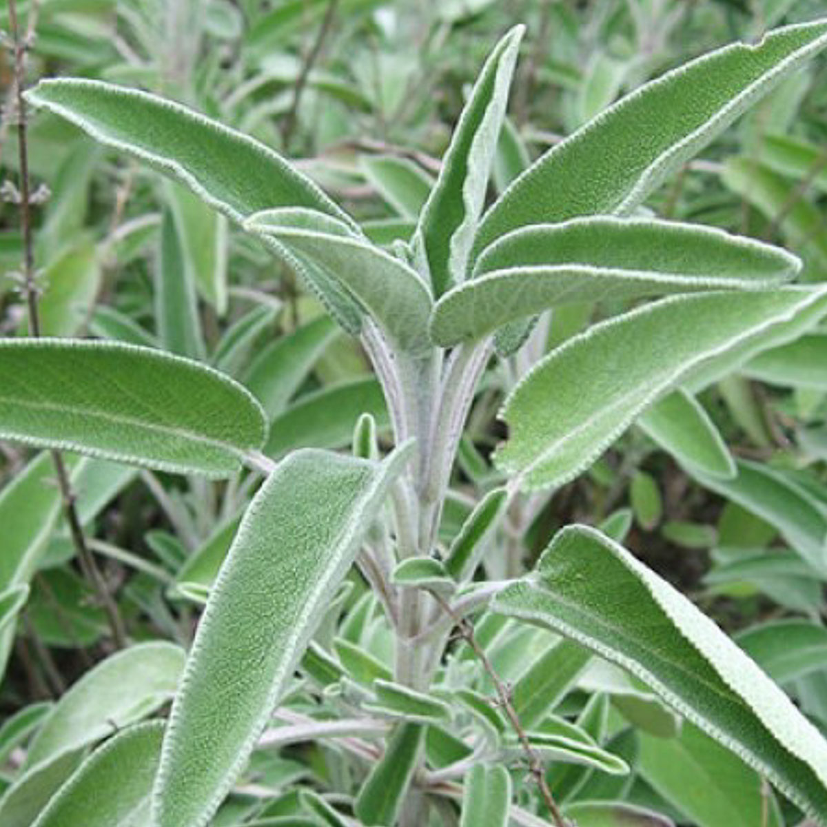 Салвия / Salvia officinalis – Биогардн Магазин за Вашата Градина