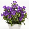 Campanula carpatica