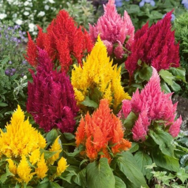 Celosia ar