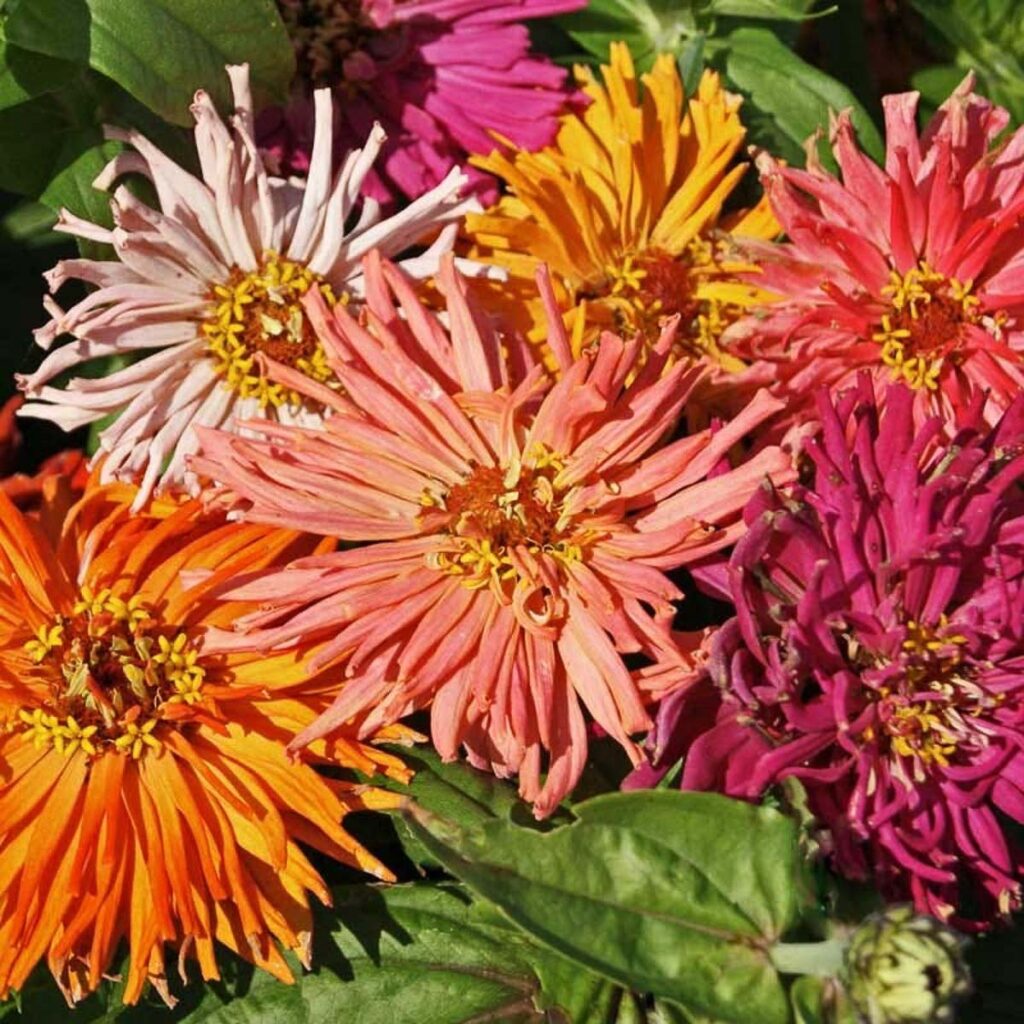 Циния Кактус Микс/ Zinnia elegans cactus giant mix – Биогардн Магазин ...