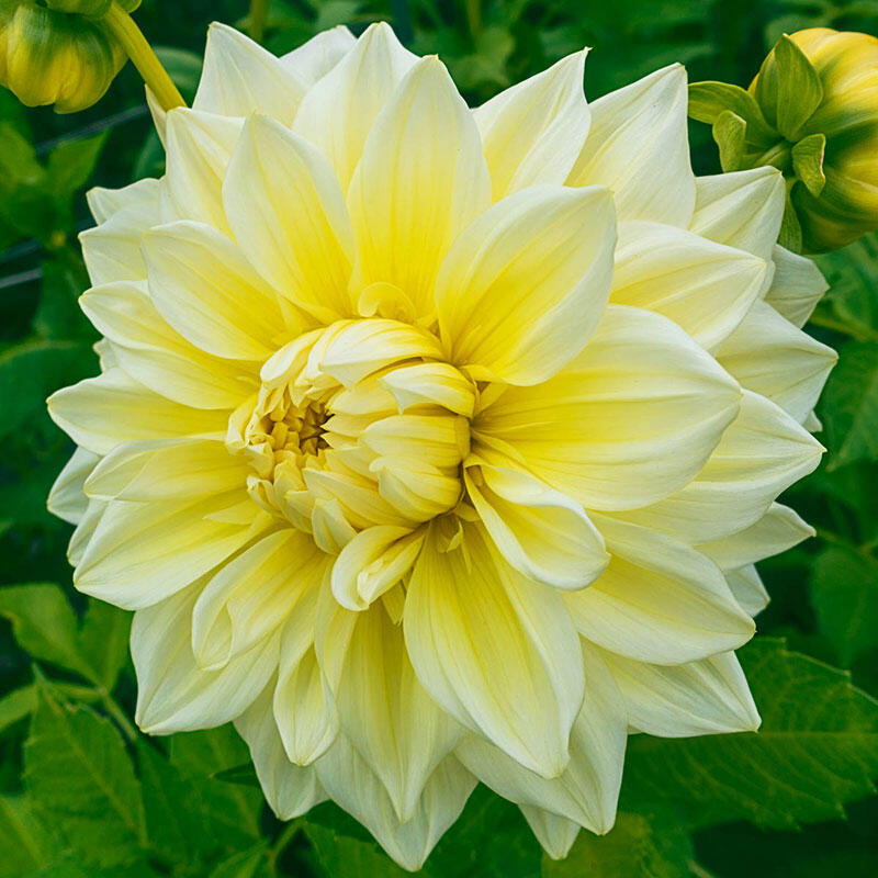 Alva's Supreme Dahlia