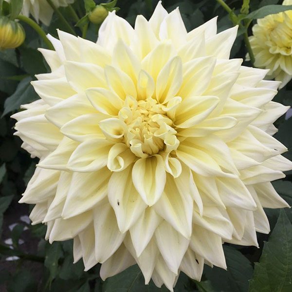 dahlia-alvas-supreme