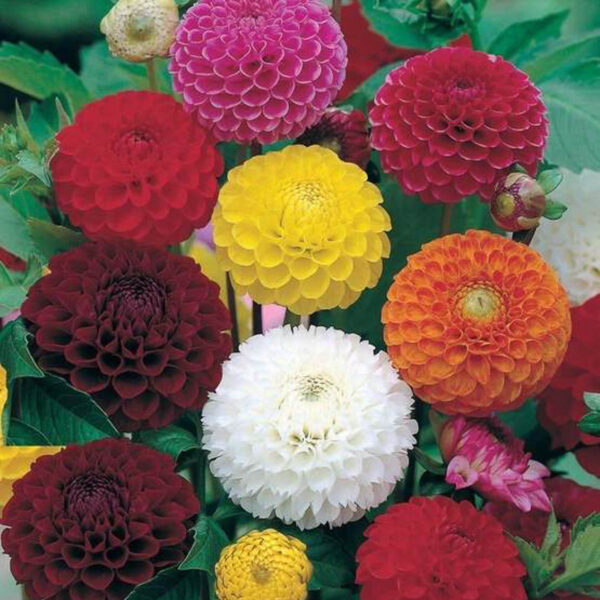 Äàëèÿ Ïîìïîí (Ãåðãèíà)/ Dahlia variabilis Pompon mix