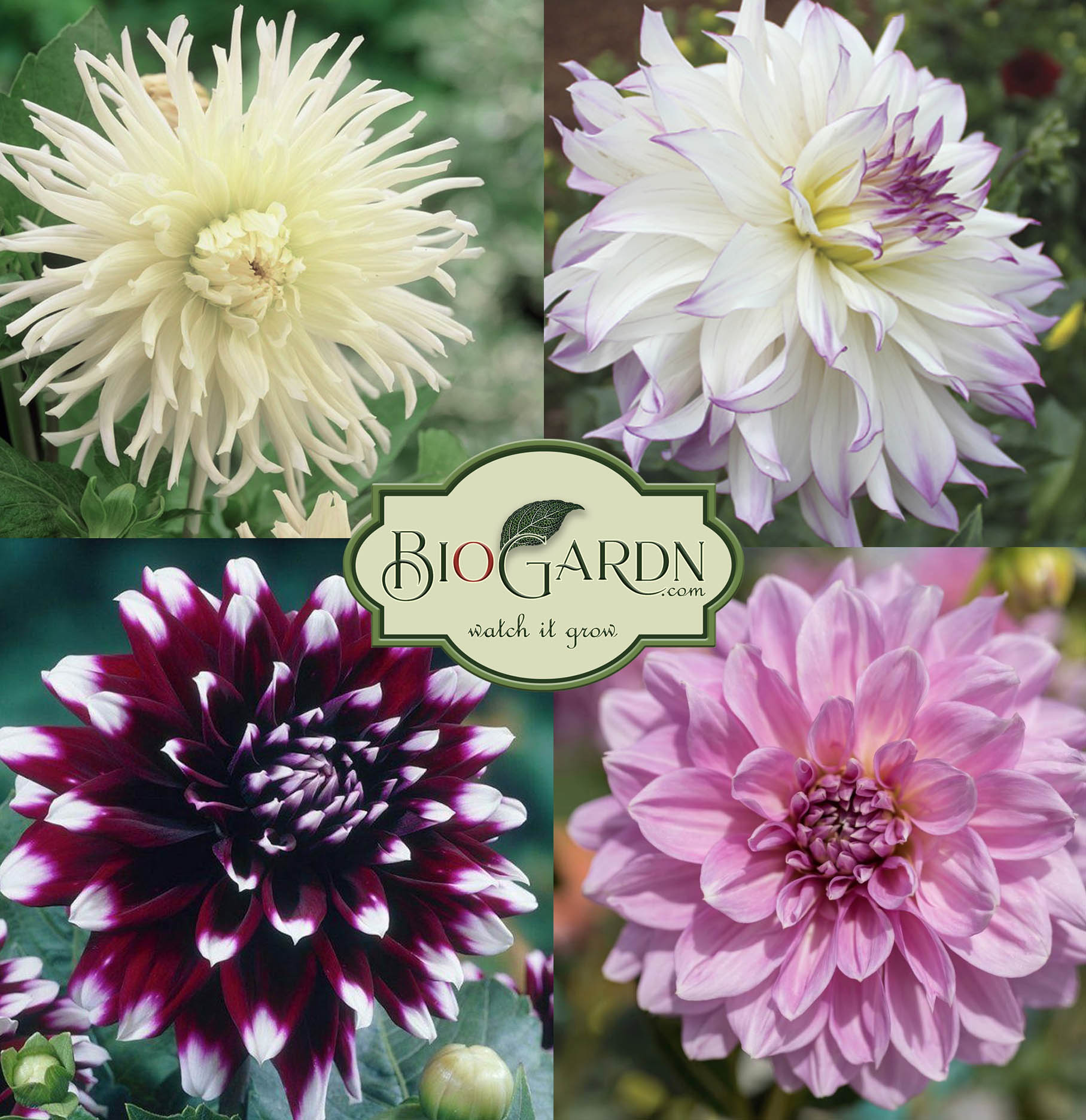 грудки далии промо микс