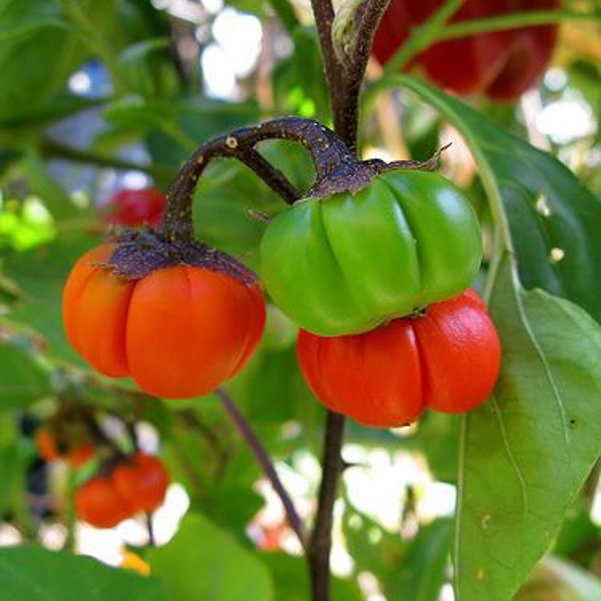Декоративни патладжанчета Solanum aethiopicum