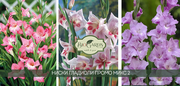 charming elvira her magesty mix2