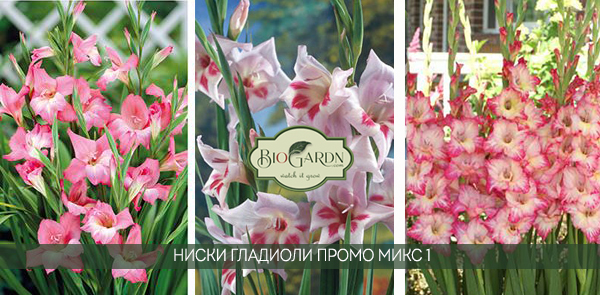 charming elvira priscila mix1