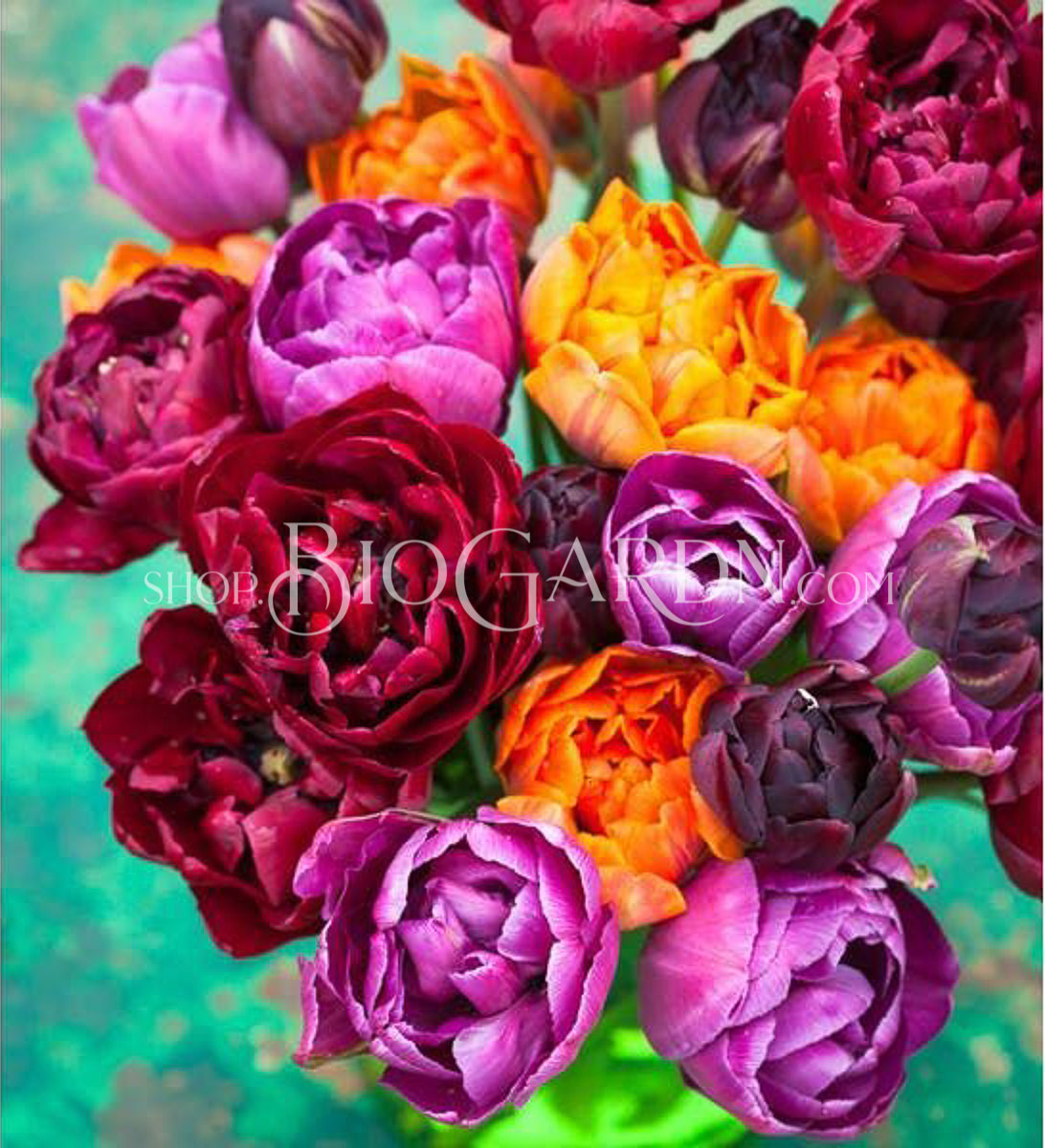 01 божурести смесени