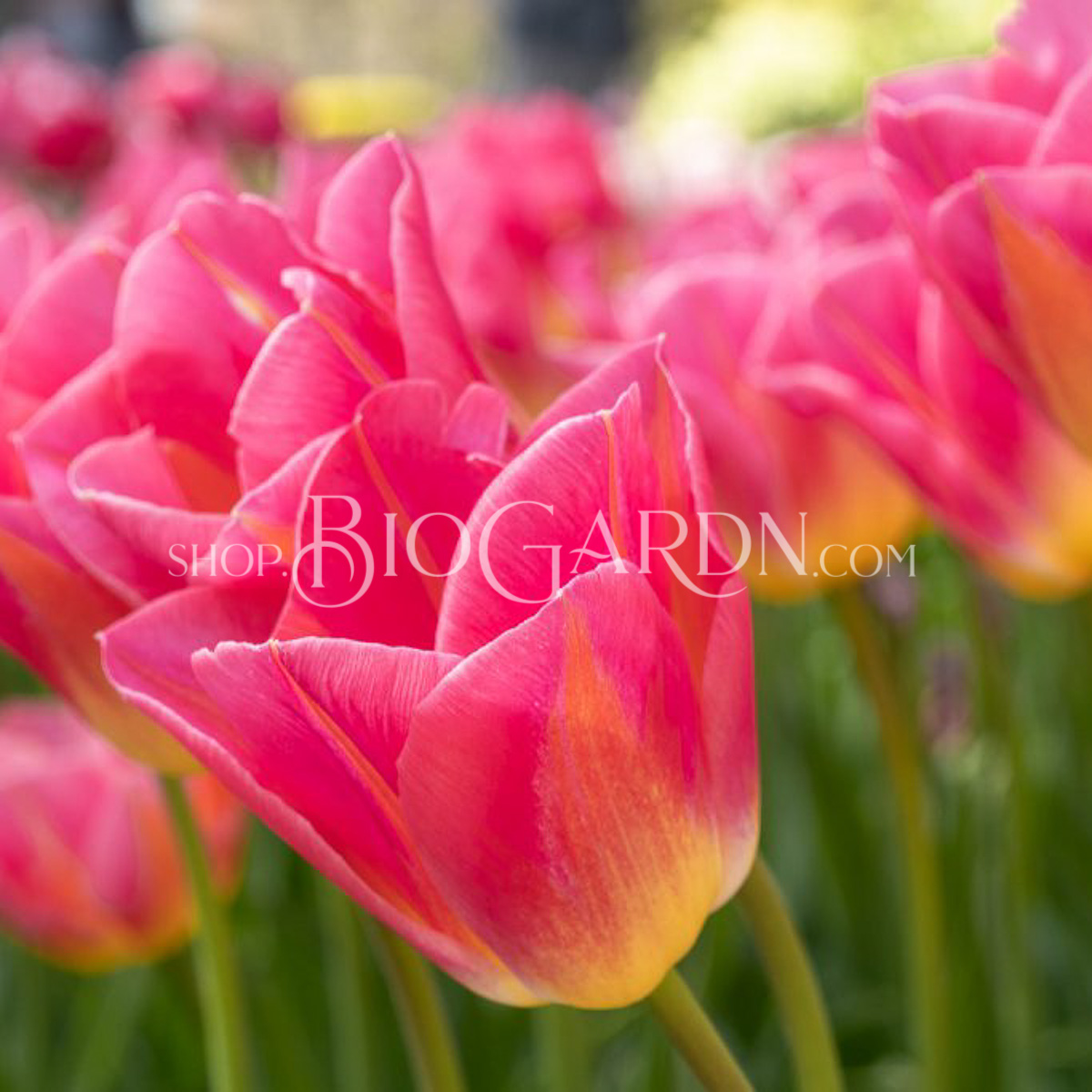 1135_TomPouce_CWH_L1295253P-1024x683