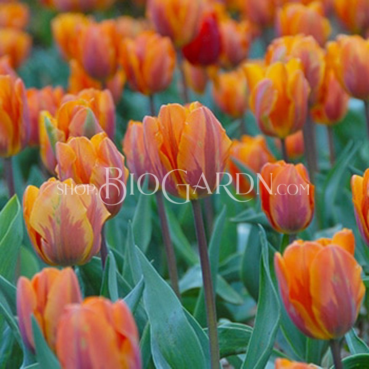 1616_PrincesIrene_EB07202015w