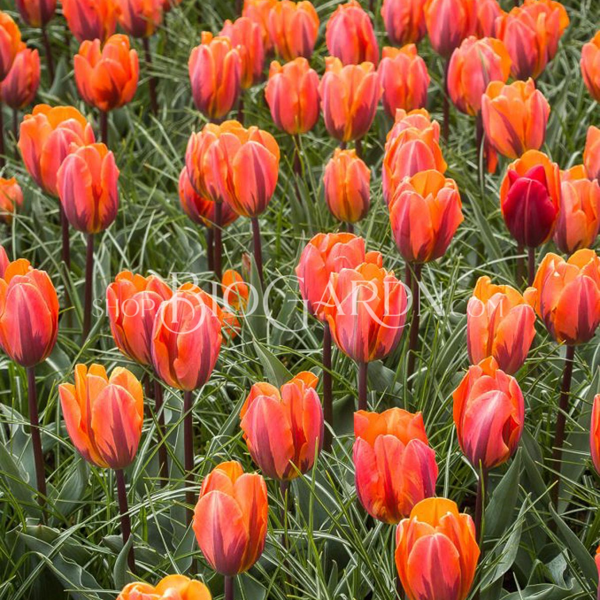 1616_Princess_Irene_CWH_L1211635v-678x1024