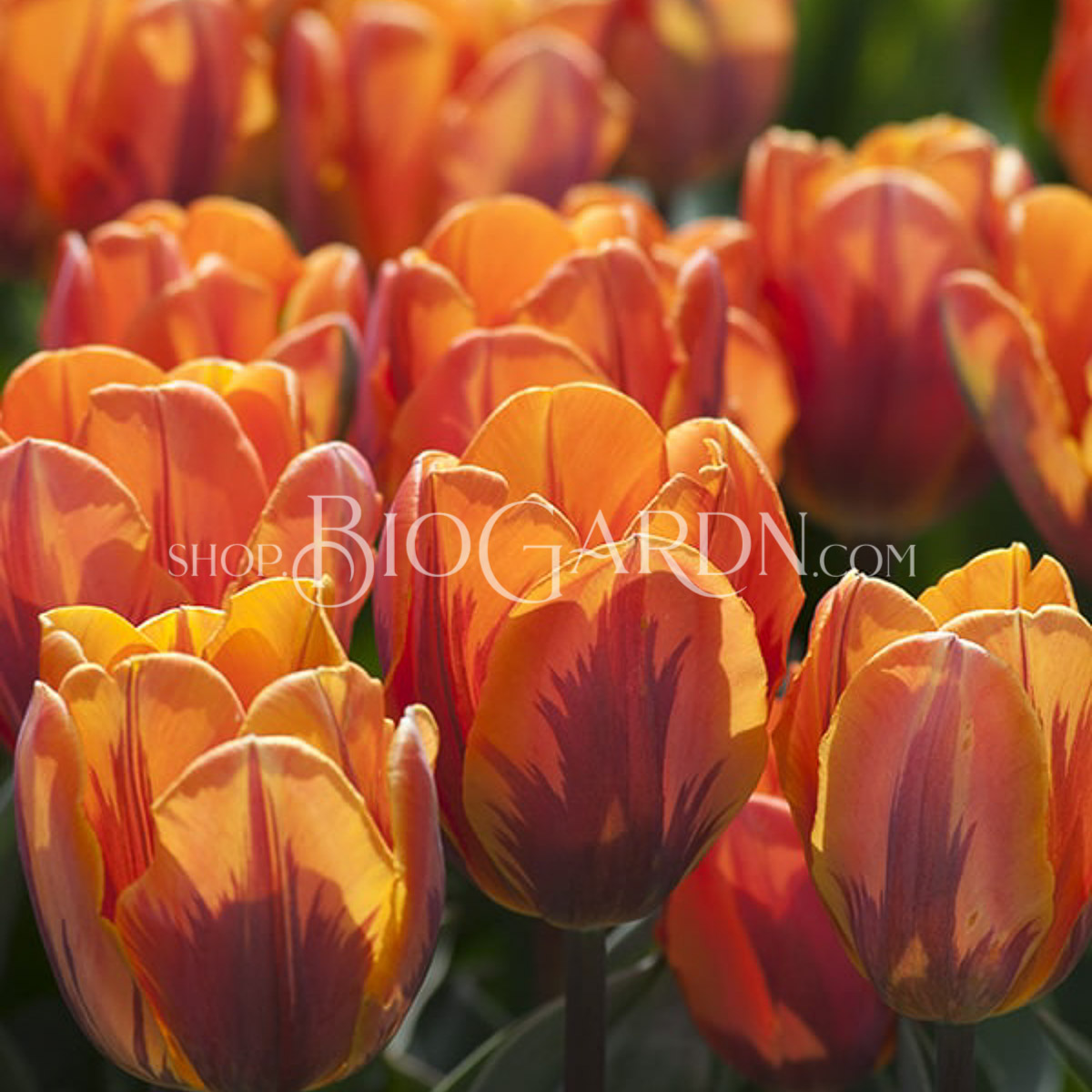 1616_PrinsesIrene_CGC3778wv