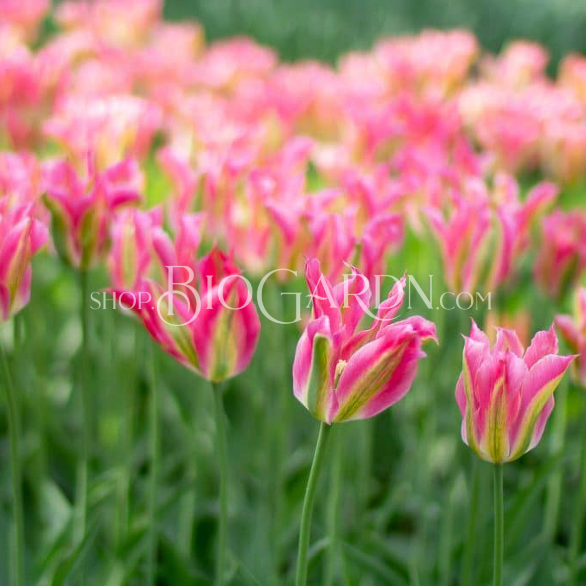 1658_Virichic_CWHL1000840P-1024x678