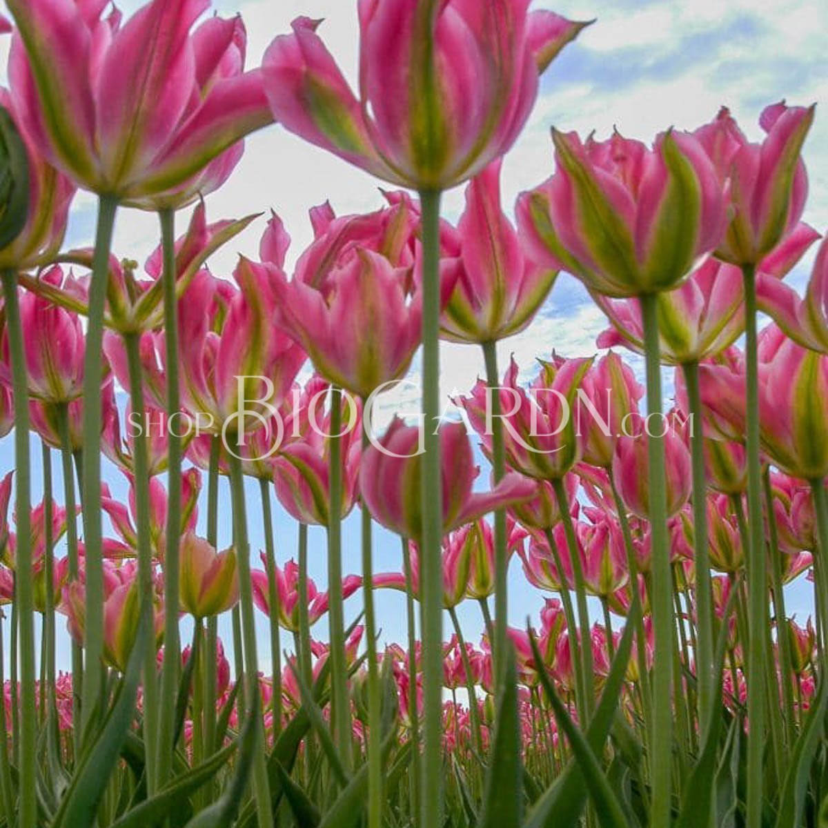 1658_virichicDSC_3990P-681x1024