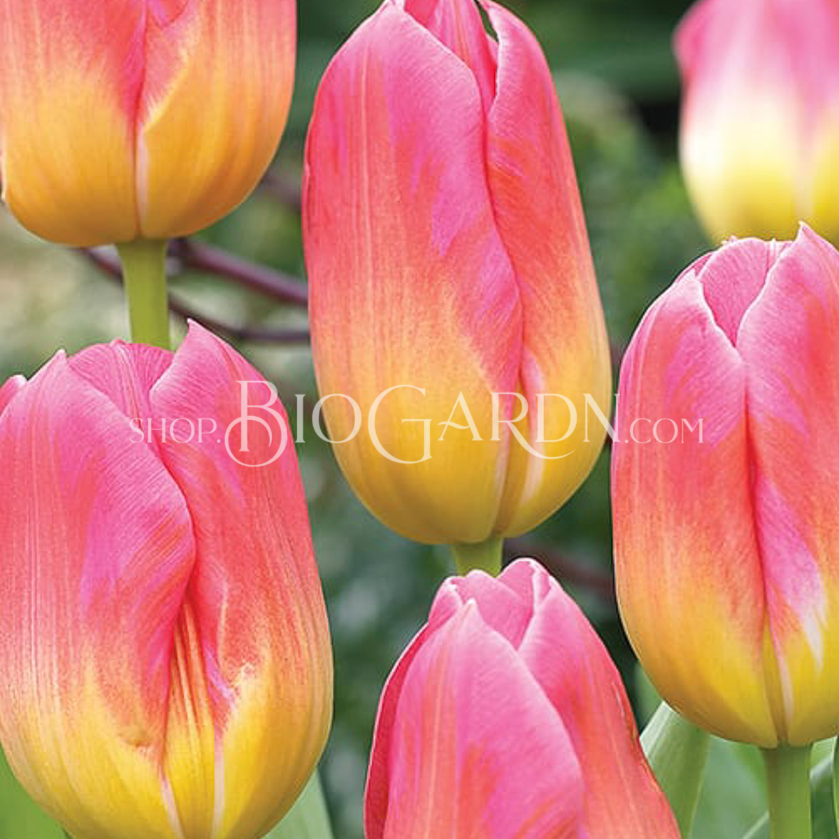 5065518431-tulip-tom-pouce