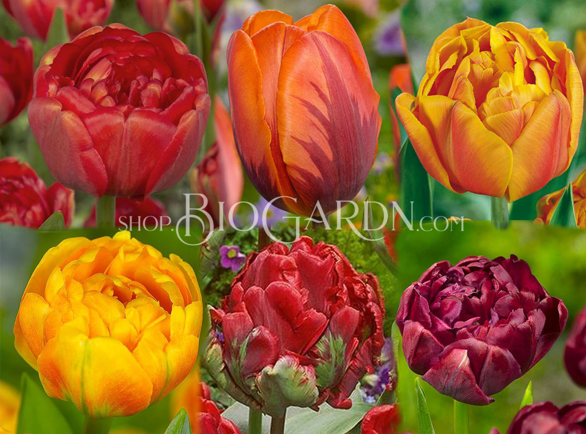 COLLECTION FIRE carpet