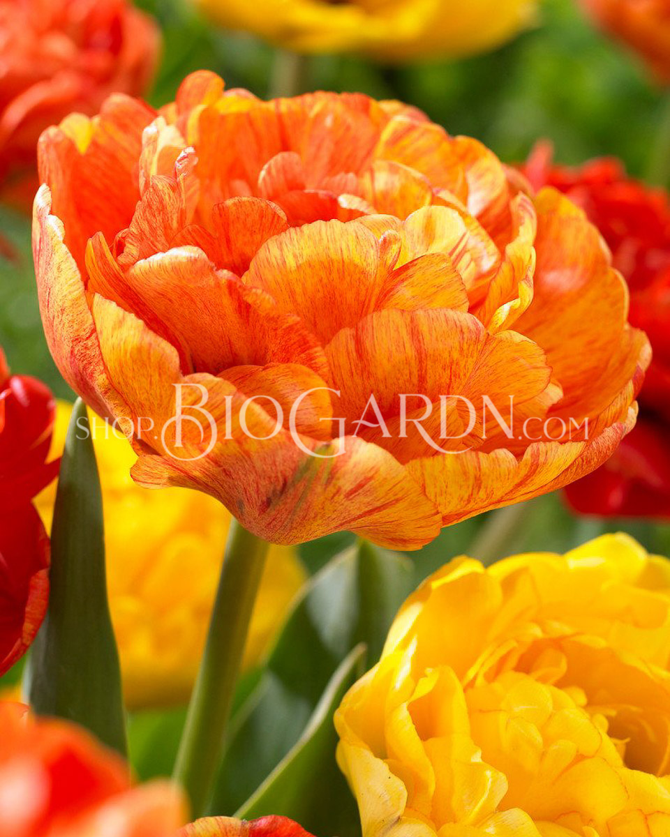 Tulip-Sunlover-2017_x2000_crop_center