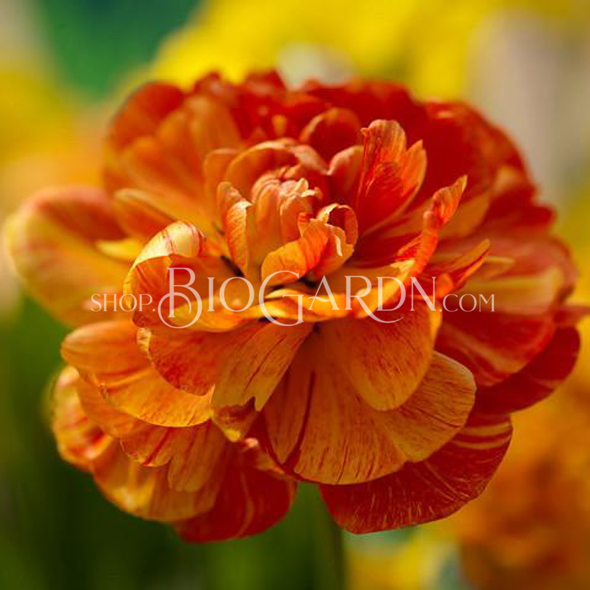 Tulip-Sunlover_x2000_crop_center