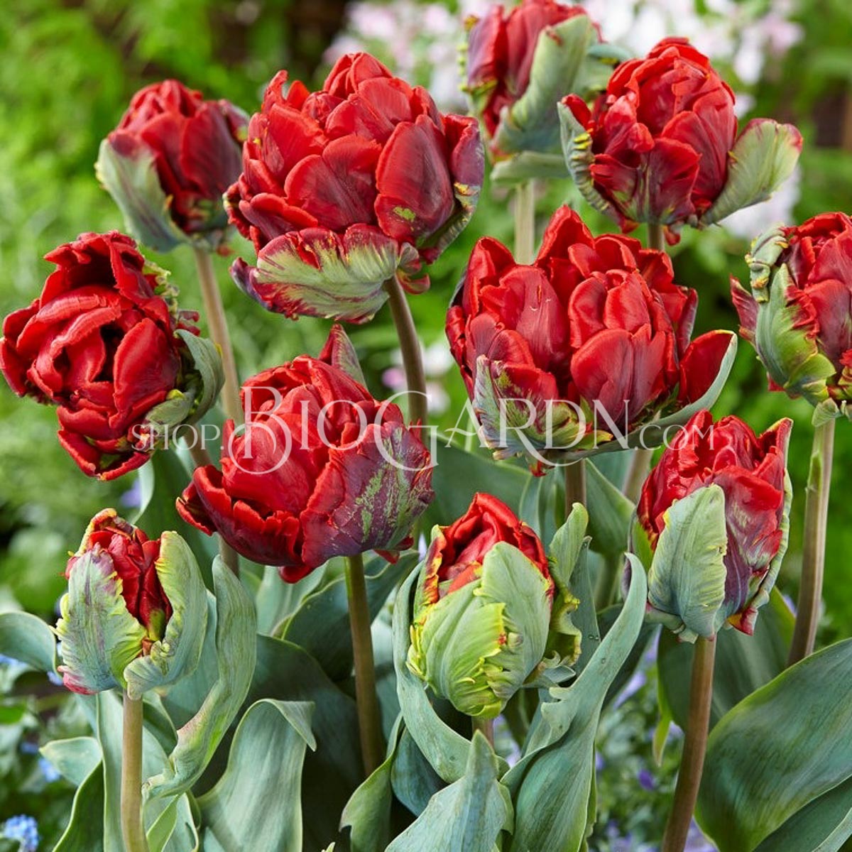 Tulipan-Rococo-Double