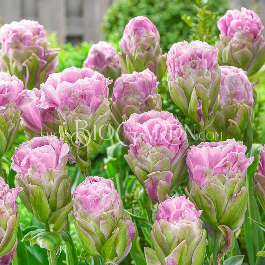 Лале Виолет Прана Tulip Violet Prana – Биогардн Магазин за Вашата Градина