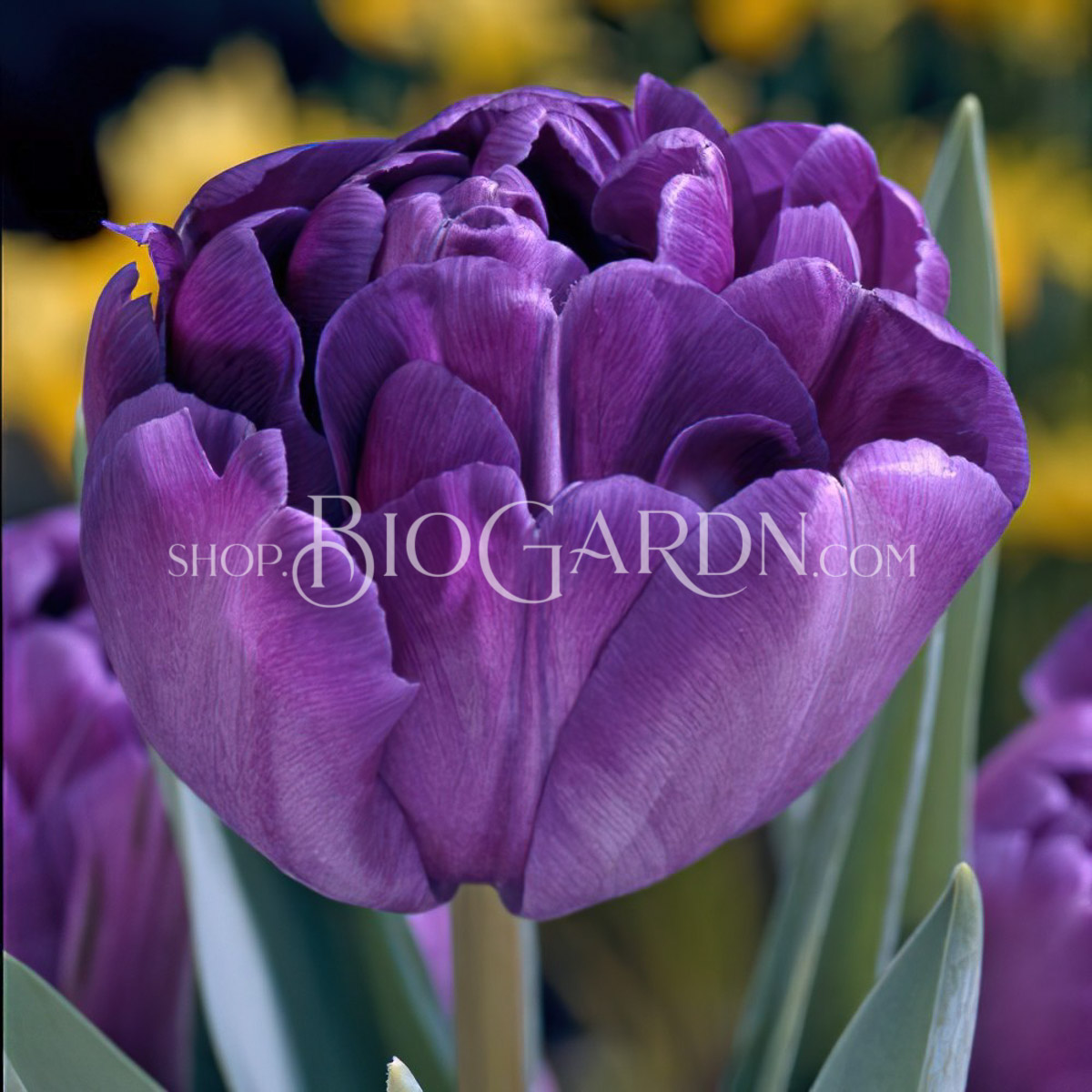 blue-diamond-double-tulip-bulbs
