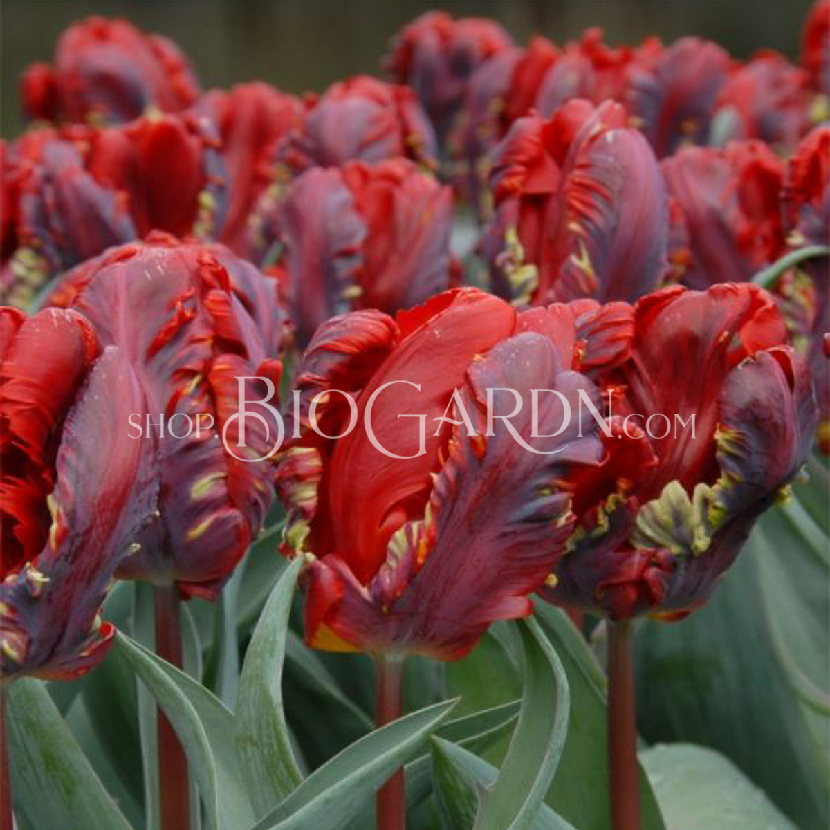 tul_parrot_rococo_main