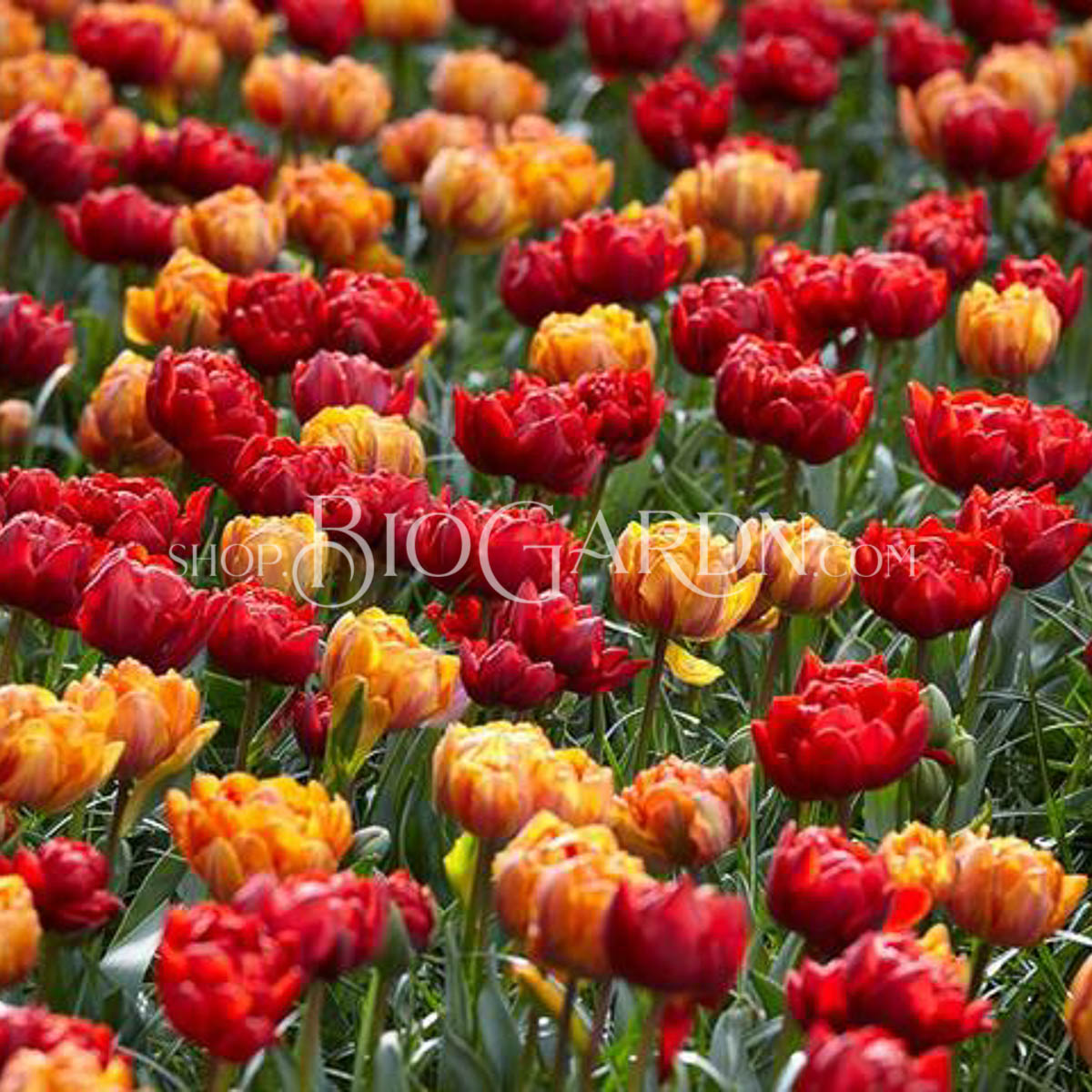 tulip-double-royale-1_grande