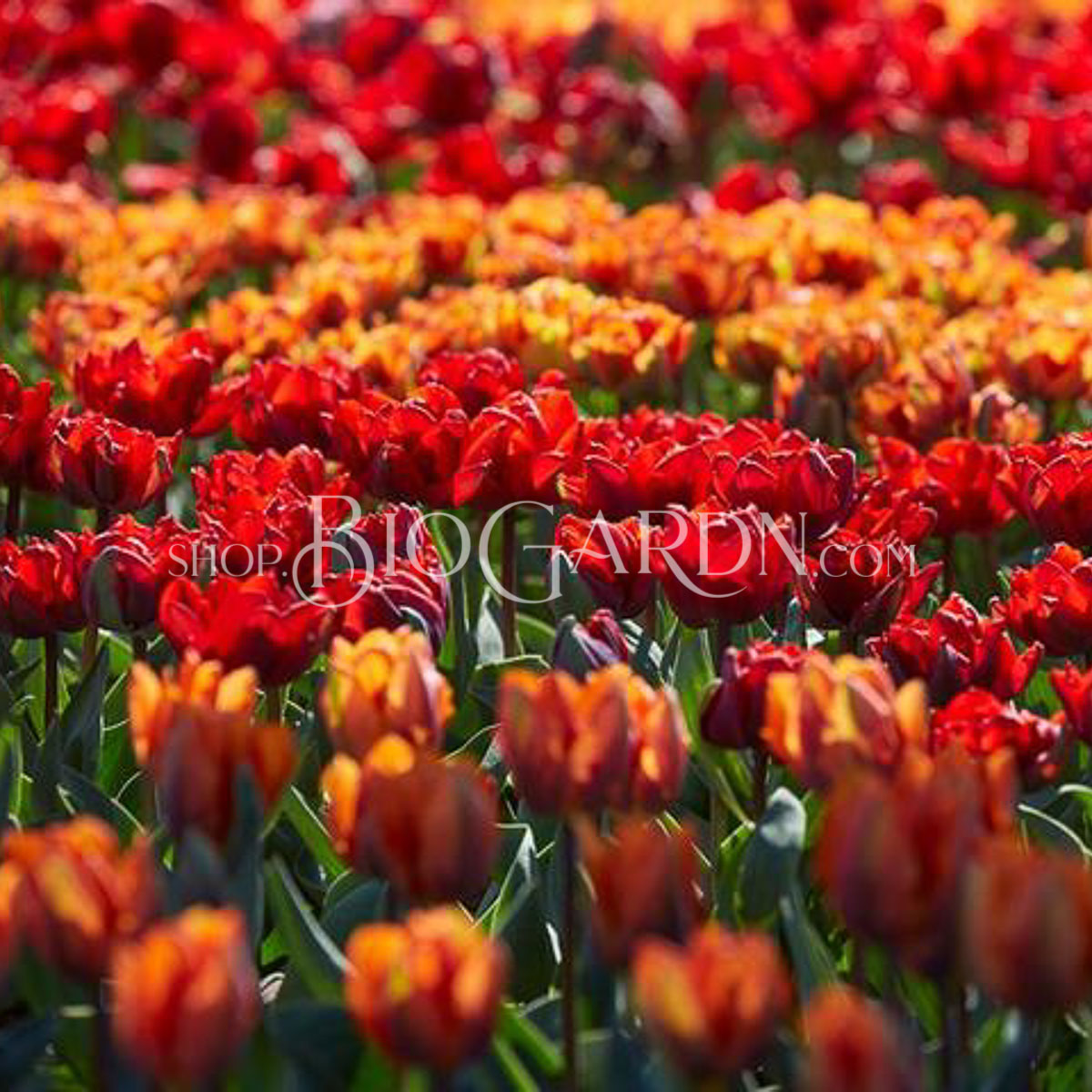 tulip-double-royale-3_grande